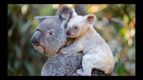 koalalar hakkında ilginç bilgiler